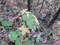 Geranium pseudosibiricum