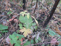 Geranium pseudosibiricum