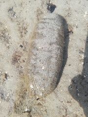 Holothuria scabra
