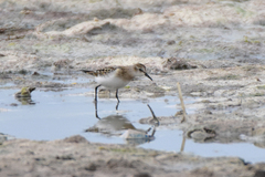 Calidris minuta