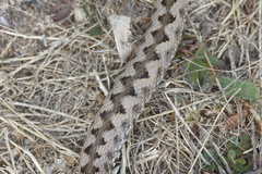 Vipera aspis zinnikeri