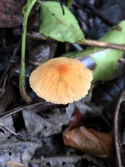 Marasmius sullivantii