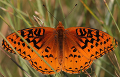 Speyeria nokomis