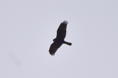 Circus aeruginosus
