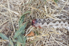 Vipera aspis zinnikeri