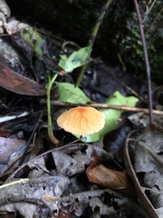 Marasmius sullivantii