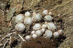 Sempervivum arachnoideum
