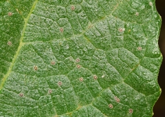 Ceroplastes sinensis