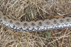 Vipera aspis zinnikeri