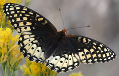 Speyeria nokomis