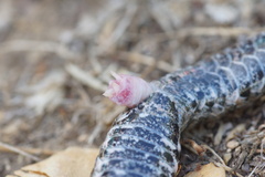 Vipera aspis zinnikeri