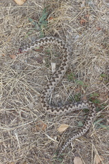 Vipera aspis zinnikeri