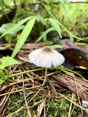 Lepiota atrodisca