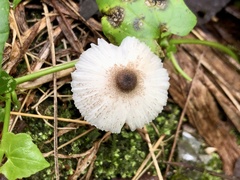 Lepiota atrodisca