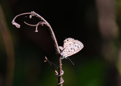 Leptotes plinius
