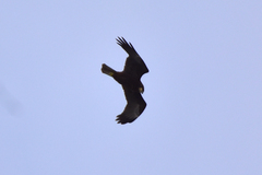 Circus aeruginosus