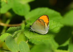 Colotis aurora