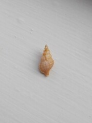 Cymatiella