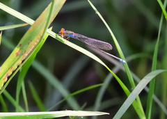 Pseudagrion rubriceps