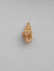 Cymatiella