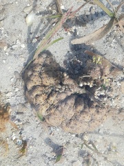 Stichopus herrmanni