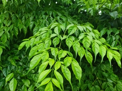 Radermachera sinica