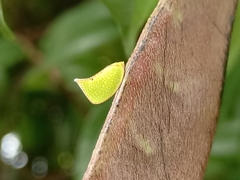 Salurnis marginella