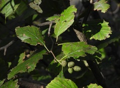 Alnus alnobetula