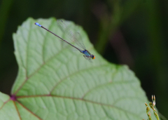 Pseudagrion rubriceps