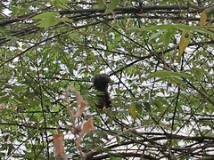 Eudynamys scolopaceus