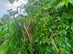 Radermachera sinica