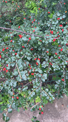 Cotoneaster horizontalis