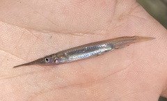 Dermogenys burmanica