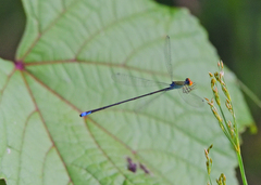 Pseudagrion rubriceps