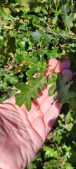 Quercus garryana breweri