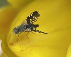 Spathulina acroleuca