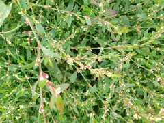 Polygonum