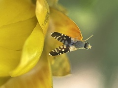 Spathulina acroleuca