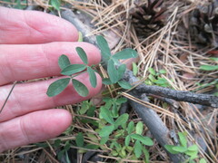 Trifolium arvense