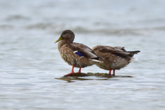 Anas platyrhynchos