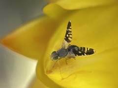 Spathulina acroleuca