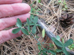 Trifolium arvense