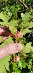 Quercus garryana breweri