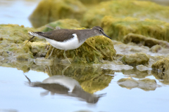 Actitis hypoleucos