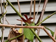 Neurothemis fluctuans