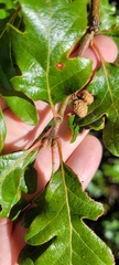 Quercus garryana breweri