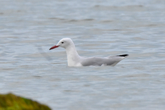Chroicocephalus genei