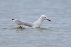 Chroicocephalus genei