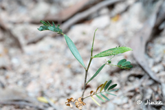 Acacia auriculiformis