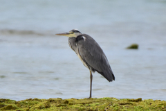 Ardea cinerea